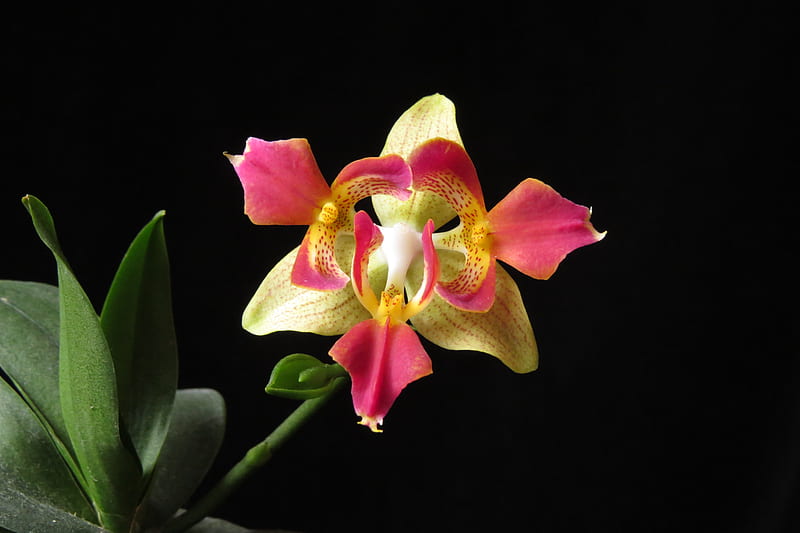 Orchid, yellow, black, flower, pink, HD wallpaper