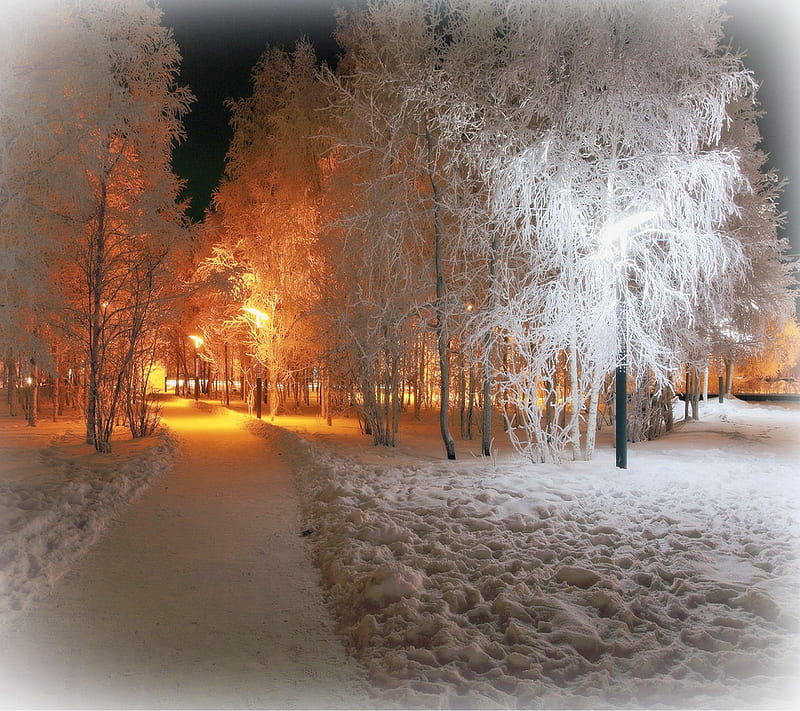 Winter Light, light path, trees, winter snow, HD wallpaper