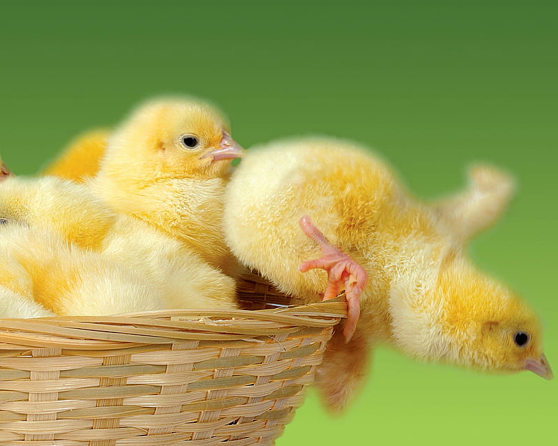Pollitos, animales, pollo, amarillo, Fondo de pantalla HD | Peakpx
