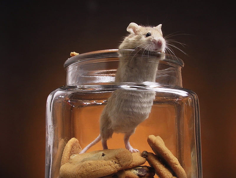 Cookie Jar Mouse, cute, rodents, cookie jar, mouse, mice, funny, animals, HD wallpaper