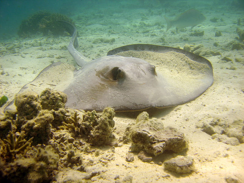 Sting Ray, underwater, reef, sand, green, coral, HD wallpaper