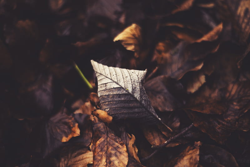 brown withered leaves, HD wallpaper
