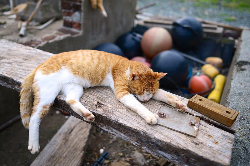 orange tabby cat lying on brown wooden plank during daytime graphy, HD wallpaper
