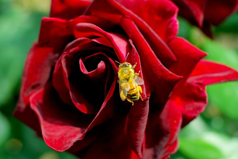 HONEY BEE, red rose, bee, rose, honeybee, HD wallpaper