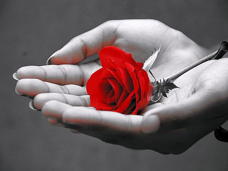 For You my friend, hands, giving, red, rose, HD wallpaper