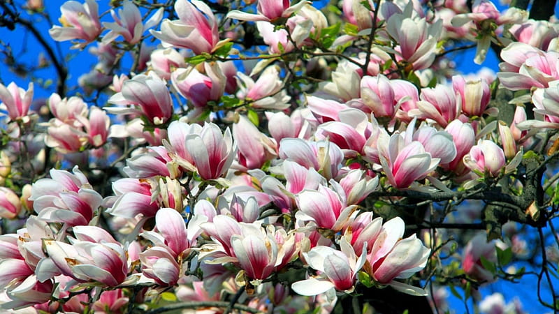 Magnolias, magnolia, tree, flower, spring, white, pink, blue, HD wallpaper