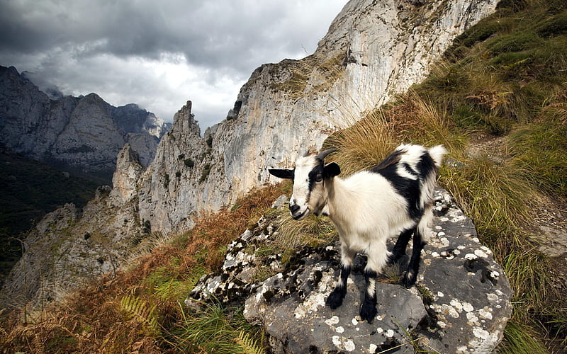 High Mountain Black Goat-Wild Animal, HD wallpaper