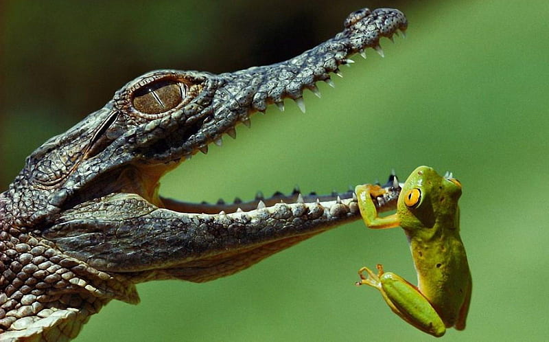 *** Do you think we can be friends ...? ***, frogs, green, crocodile, color, animals, HD wallpaper