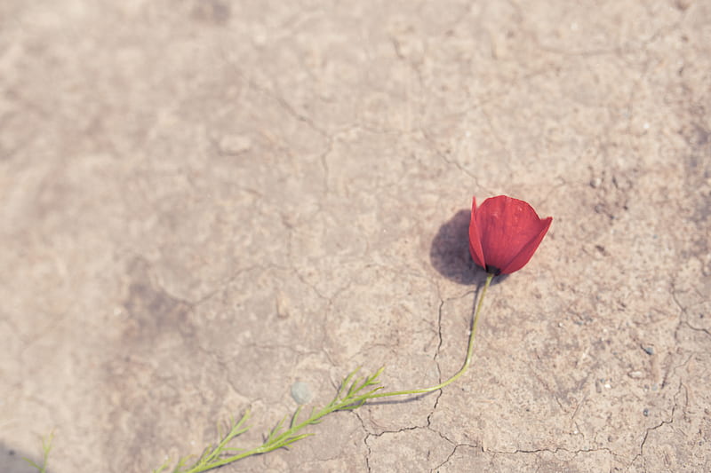 red rose on ground, HD wallpaper