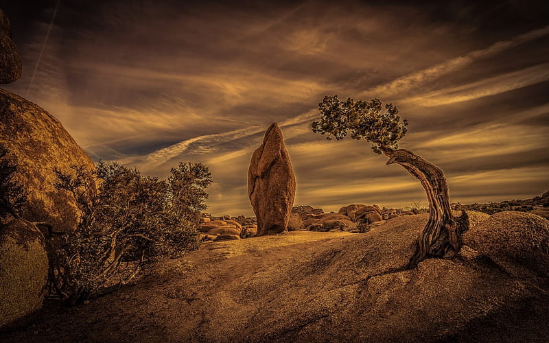 Desert, sunset, USA, California, Joshua Tree National Park, HD wallpaper