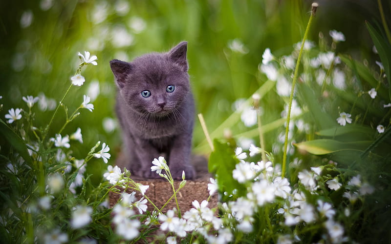 British Shorthair Cat, lawn, kitten, pets, domestic cat, gray cat, cute animals, cats, British Shorthair, HD wallpaper