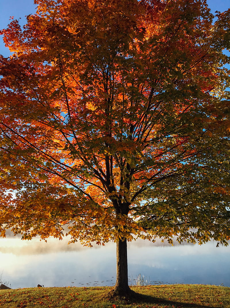 árbol frondoso rojo y marrón durante el día, Fondo de pantalla de teléfono  HD | Peakpx