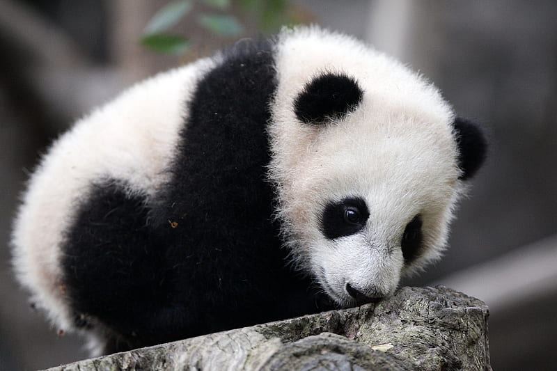 Fuzzy Little Panda Cub, panda, fuzzy, little, cub, black, white, HD wallpaper