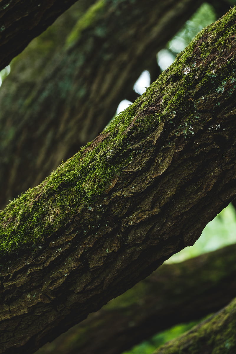 tree, bark, moss, focus, HD phone wallpaper
