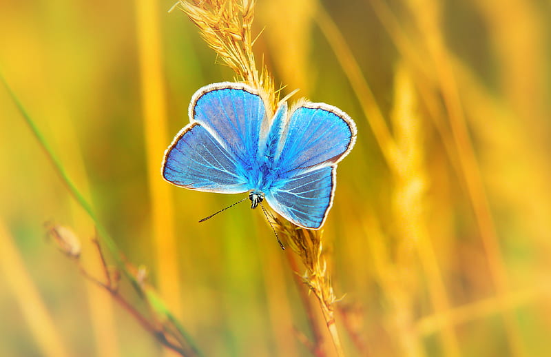 blue butterfly perched on grass at daytime, HD wallpaper
