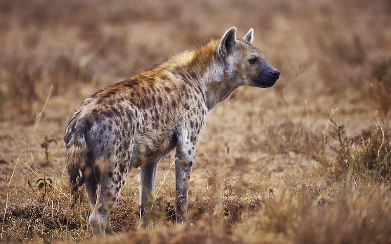 hyena, spotted, hyenas, laughing, HD wallpaper