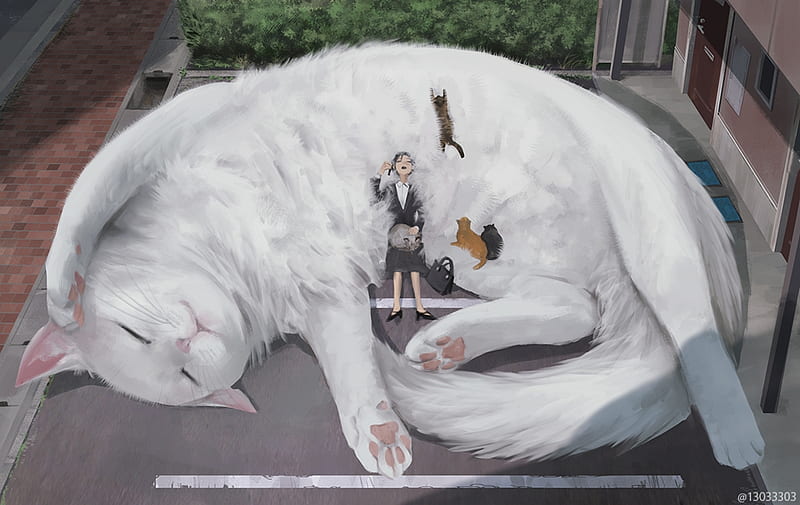 Crunchyroll  A lovely white cat  Anime Akashic Records  Facebook