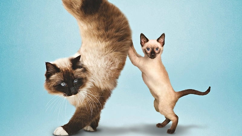 Little helper, helper, cat, yoga, animal, cute, funny, kitten, pisica, blue, HD wallpaper
