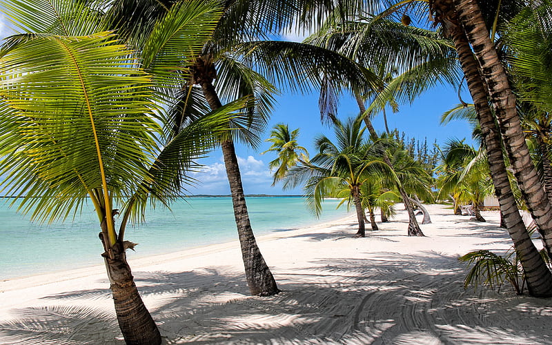 tropical island, beach, Bahamas, palm trees, sand, summer travel, ocean, HD wallpaper