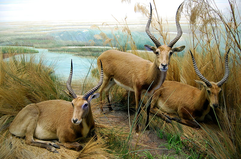 africa impala, masai mara, park, south africa, antelope, HD wallpaper