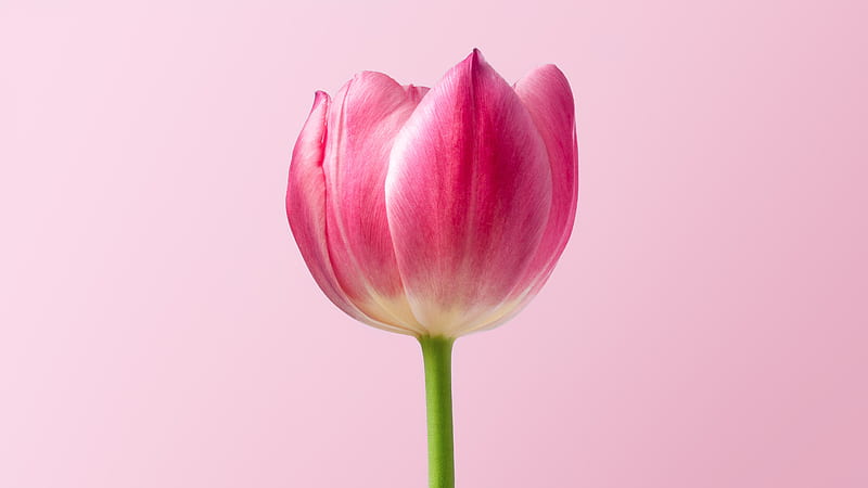 Single Pink Tulip With Pink Background Flowers, HD wallpaper