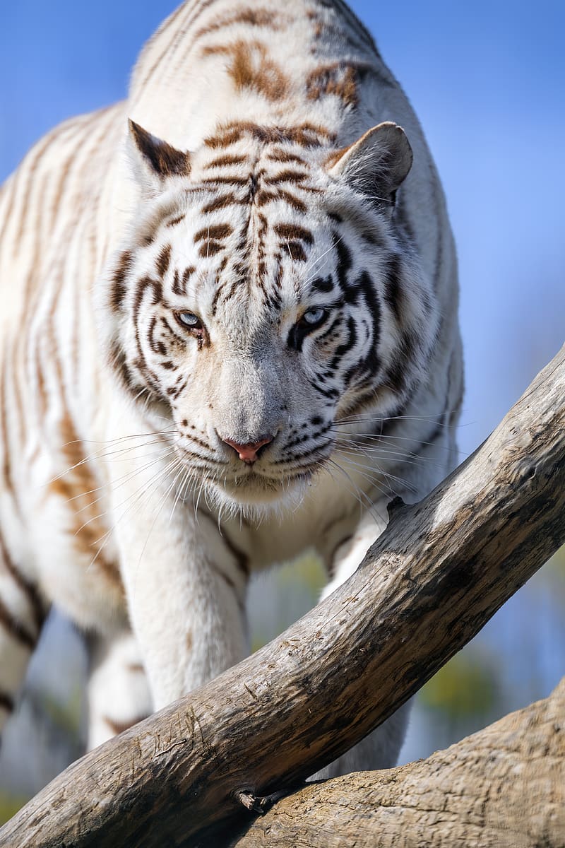 white tigress, tiger, pose, big cat, predator, log, HD phone wallpaper