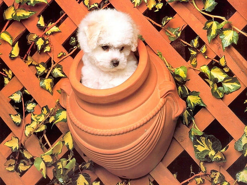 Potted Poodle, lattice, ceramic pot, climbing ivy, poodle, dog, HD wallpaper