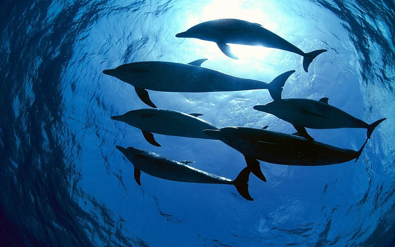 reflejo de delfines, water, reflejo, delfines, oceano, HD wallpaper