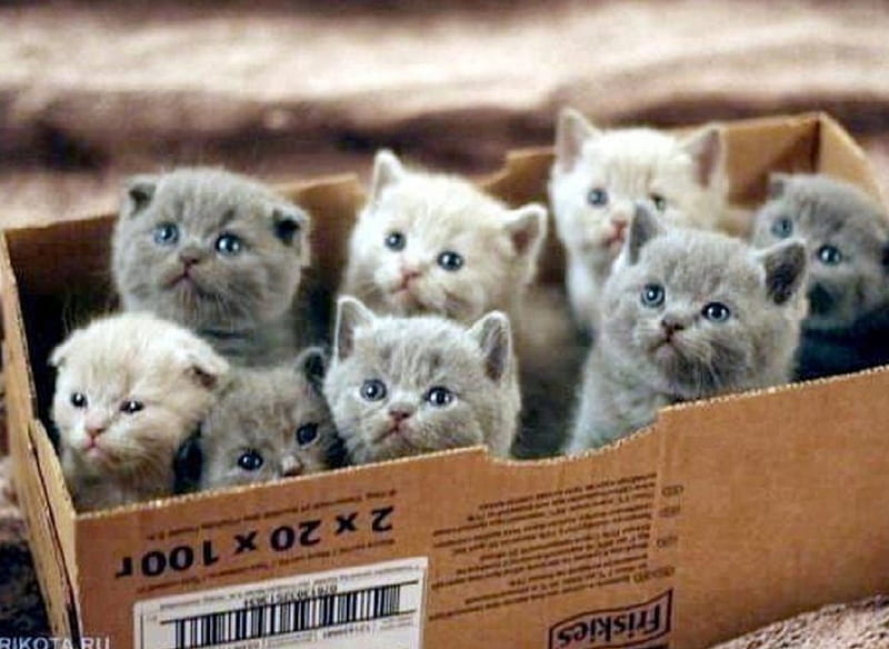 Friskies kittens, little, kittens, box, cats, animals, HD wallpaper