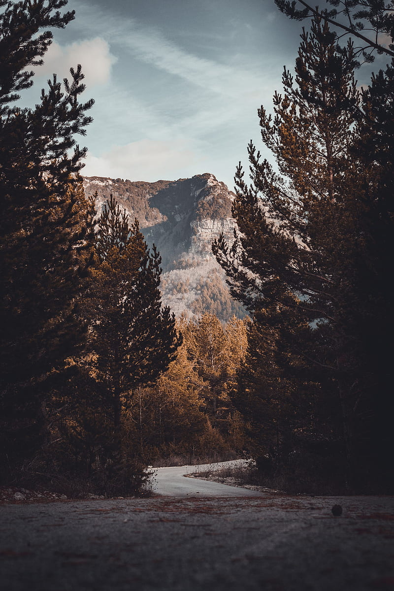 road, trees, turn, autumn, HD phone wallpaper