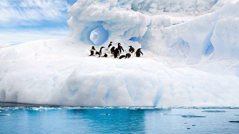 Penguins on Glacier, Alaska, snow, glacier, birds, ice, penguins, winter, north, ocean, sea, HD wallpaper