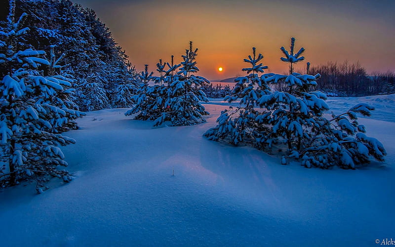 Winter landscape, Snow, Trees, Winter, Sunset, Evening, HD wallpaper