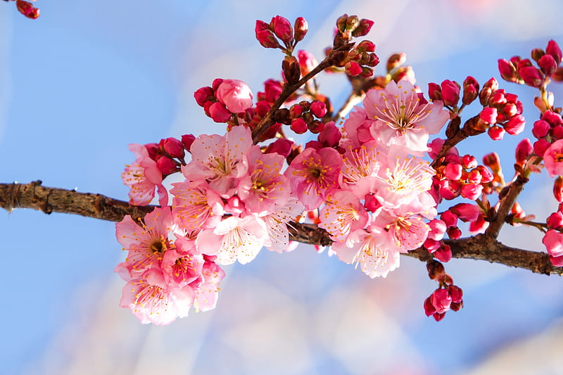 Cherry Flowery Spring, japan, Cherry Blossoms, Spring, Sakura Flowers, Flowers, Nature, HD wallpaper