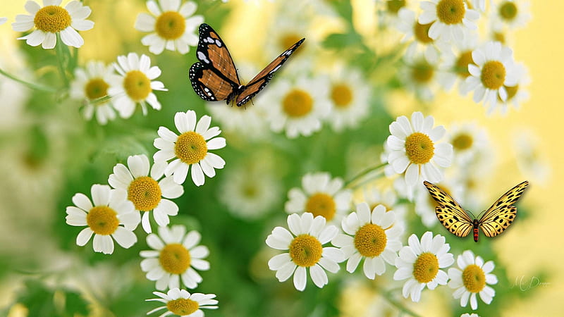Spring Wildflowers and Butterfly, daisies, butterfly, flowers, summer, spring, Firefox Persona theme, floral, HD wallpaper
