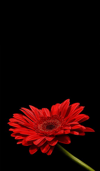 Red flower Wallpapers Download | MobCup