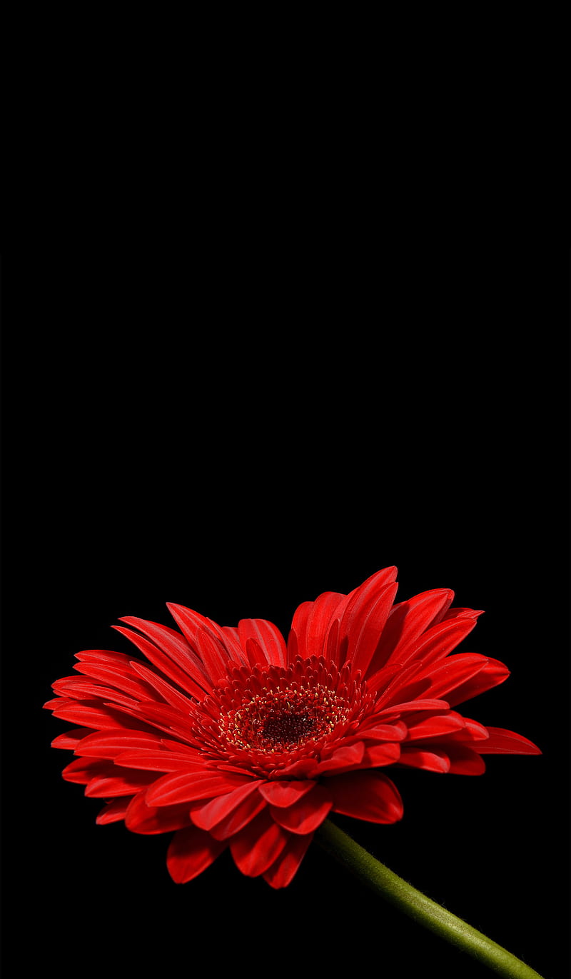 Red Flower, Audrey, amazing, background, black, flowers, iphone ...