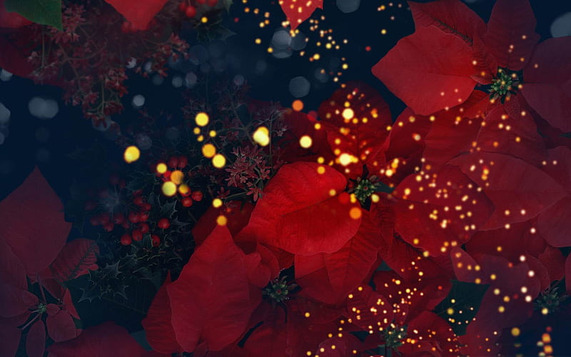 blooming poinsettias red-beautiful flowers, HD wallpaper