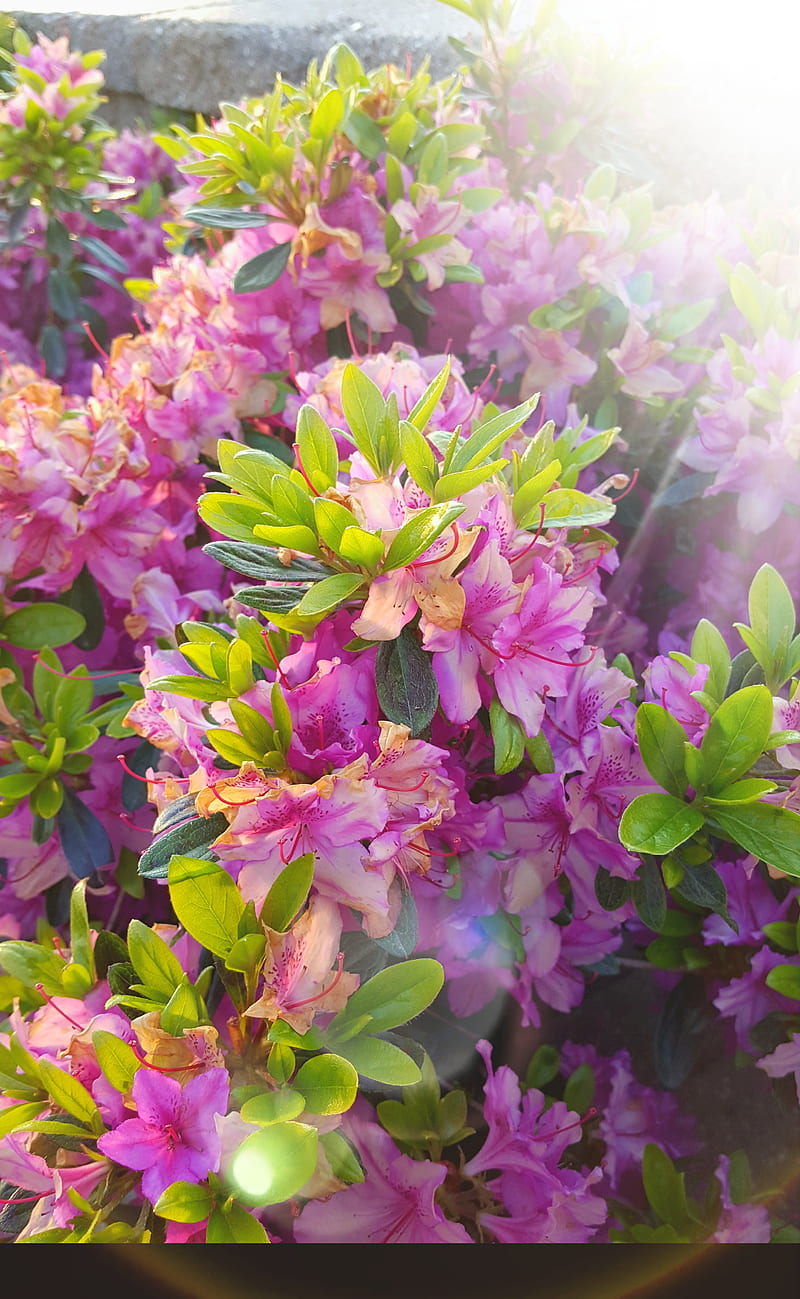 Sunny day, flowers, happy, nature, pink flower, purple flower, rhododendrons, spring, HD phone wallpaper