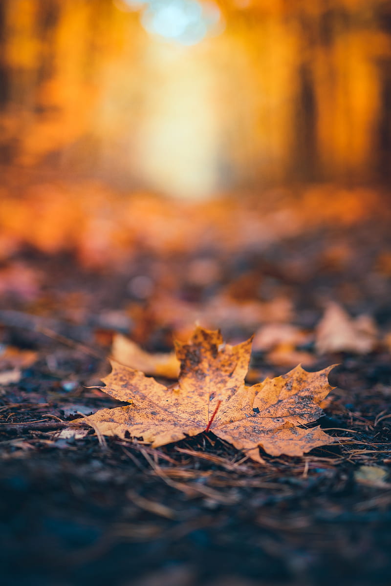Fall Remnants, Fall, Vithurshan, autumn, colourful, europe, faded, fog ...