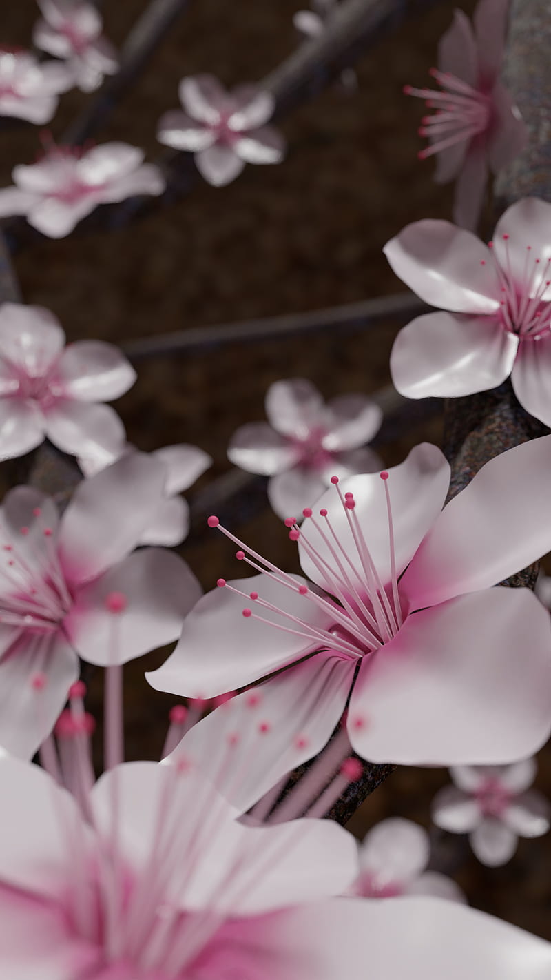 Sakura, flor, flor, árbol, rosa, japón, primavera, Fondo de pantalla de  teléfono HD | Peakpx