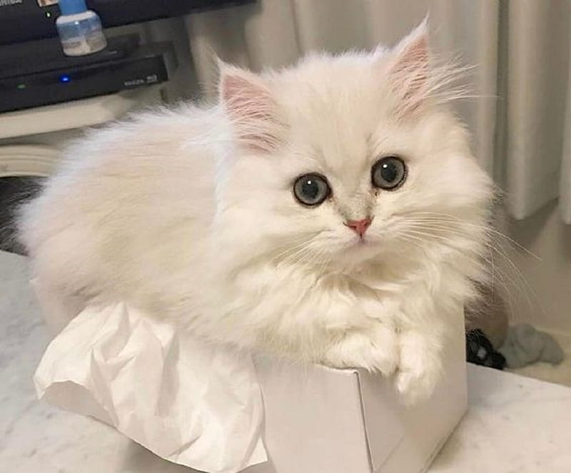 Cute white fluffy in the box, cats, animals, cute, fluffy, box, white ...