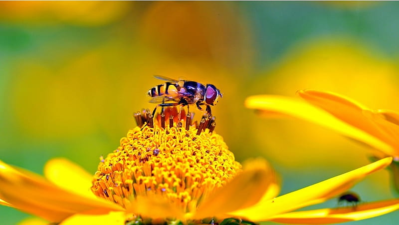 Litle Bee On Yellow Flower, HD wallpaper