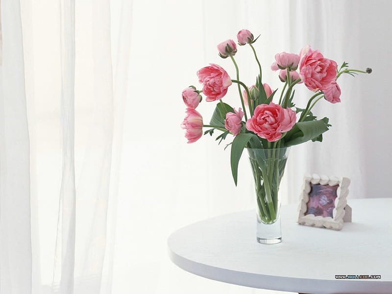 Pink Peonies, vase, elegant, peonies, sheers, bright, cuts, flowers, pink, florals, table, lovely, window, fresh, spring, glass, garden, HD wallpaper