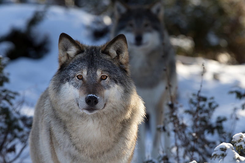 Nordic Wolves in Snow, predator, wilderness, forest, winter, HD wallpaper