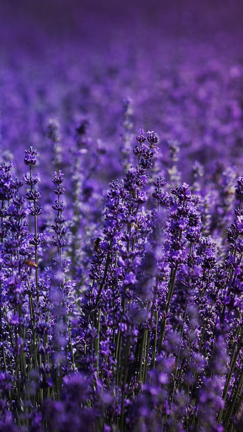 Lavender Field, flowers, purple, HD phone wallpaper | Peakpx