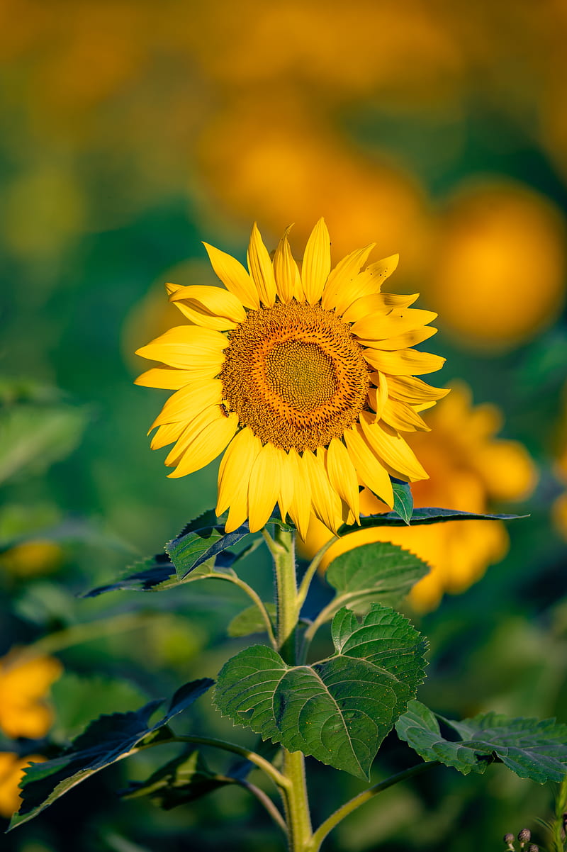sunflower, flower, petals, yellow, focus, HD phone wallpaper
