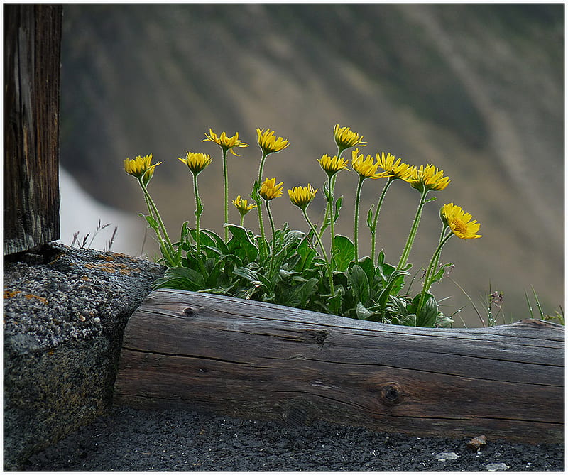simple & beautiful, wooden pot, flowers, yellow, simple, bonito, country, backyard, HD wallpaper
