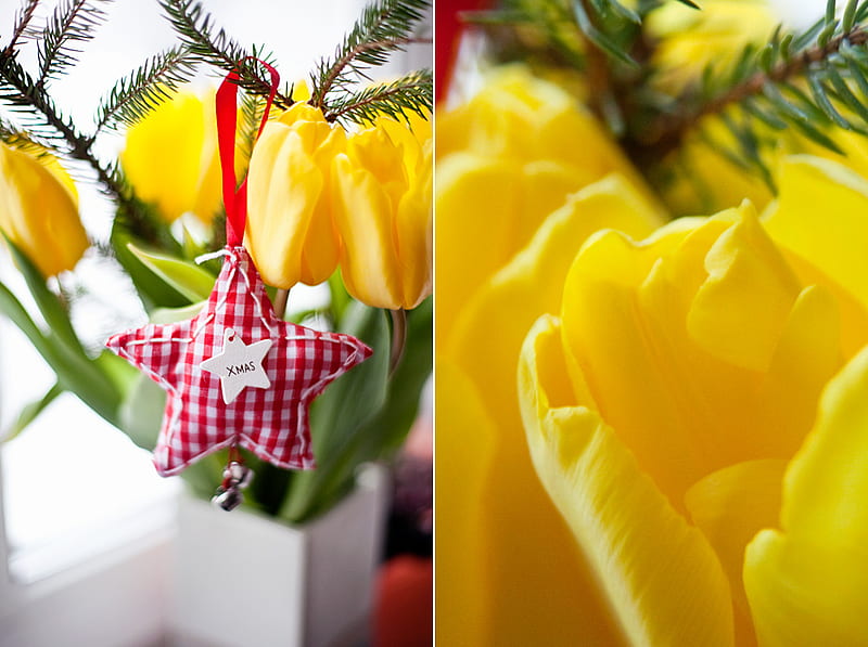 tulip on my window, red, plants, flowers, yellow, tulip, star, HD wallpaper