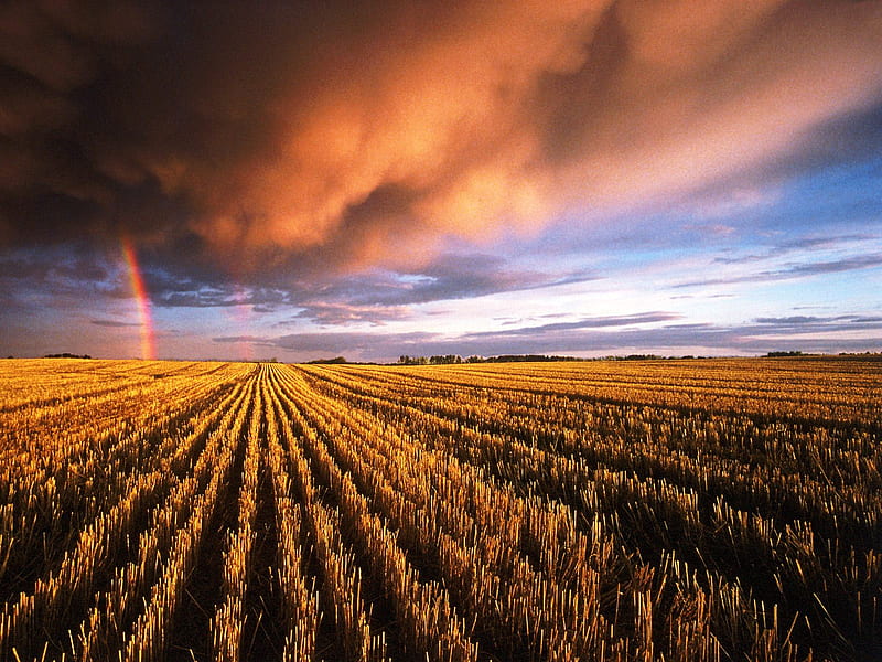 Stubble field beneath the clouds, rainbow, clouds, field, stubble, HD wallpaper