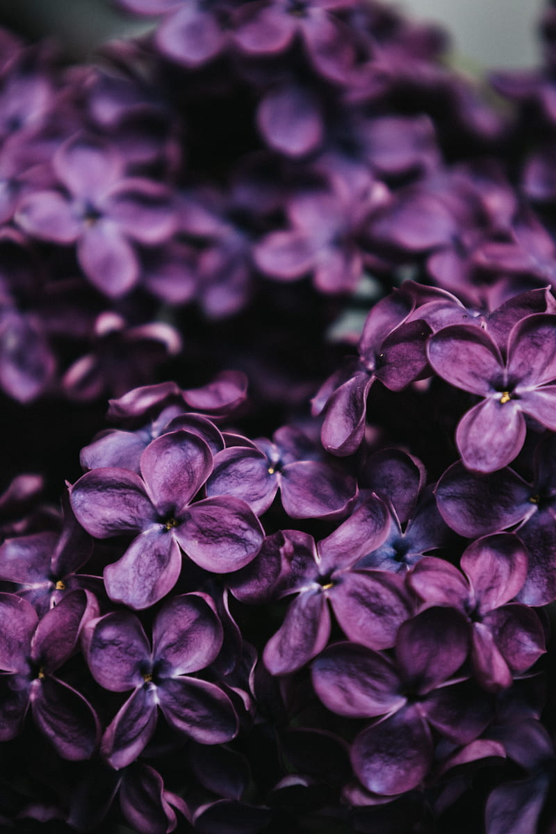 lilac, flowers, macro, purple, HD phone wallpaper